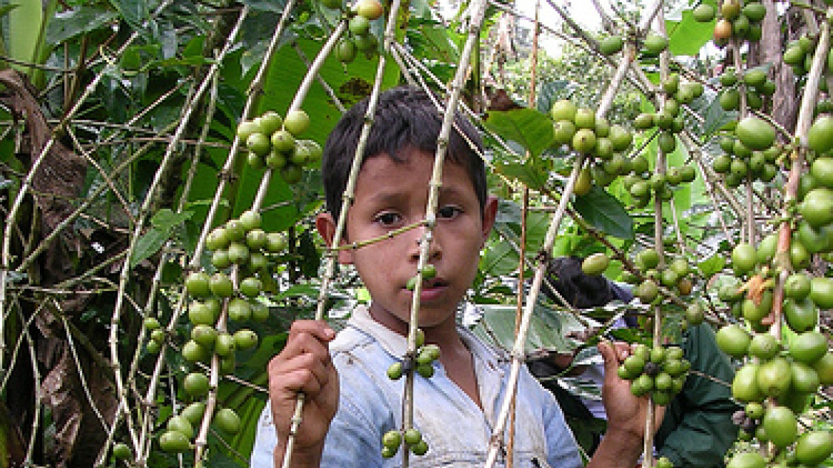 250.000 παιδιά- σκλάβοι στις φυτείες καφέ στην Νικαράγουα 